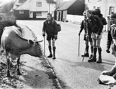 8th Lambeth Rovers inspect a cow whilst hiking